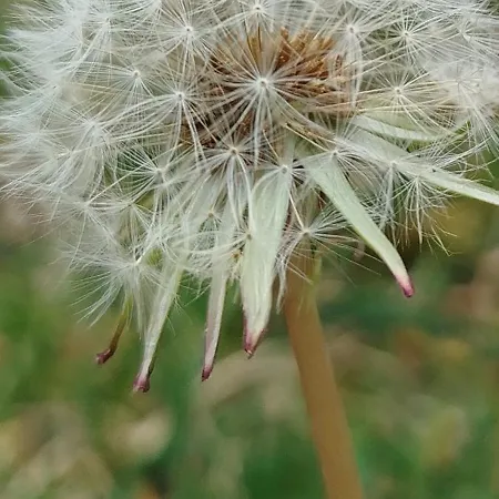 Casal Do Pinheiro אובידוס