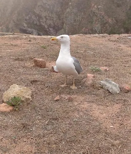 בית נופש Casal Do Pinheiro *