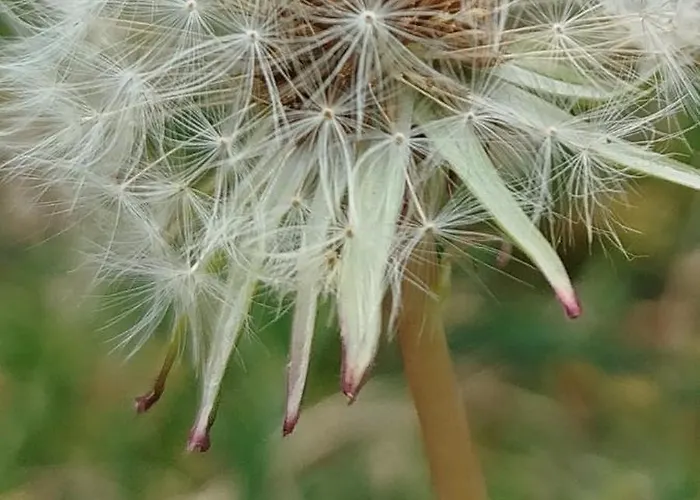 Casal Do Pinheiro אובידוס